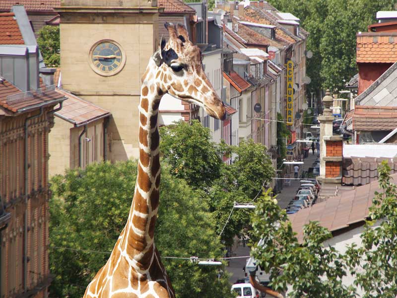 Giraffe in der Stadt