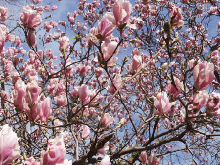 Blüte Magnolienbaum