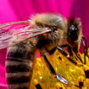 Biene Blüte Pollen